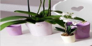 德國(guó)進(jìn)口陶制套盆SK梅里納洋蘭花盆