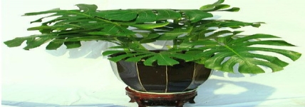 龜背竹