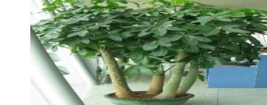 發財樹
