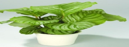 青蘋果竹芋