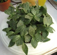 網紋草