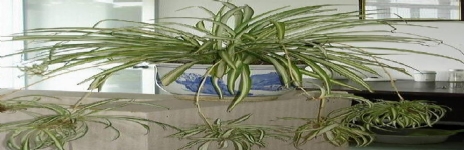 金心吊蘭