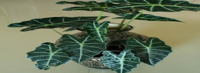觀音蓮
