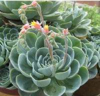 石蓮花