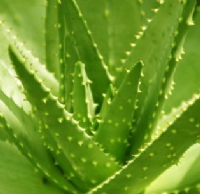 蘆薈