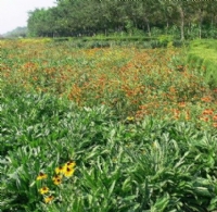 園林綠化