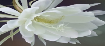 曇花