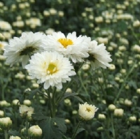 法國小菊