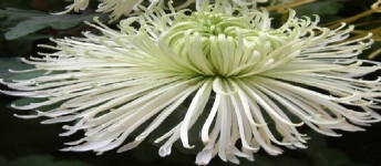鱗托菊