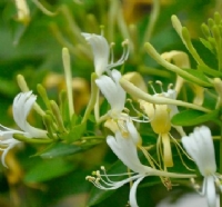 金銀花
